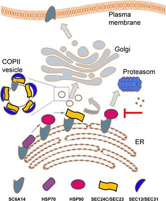 Amino Acid Transporter SLC6A14 (ATB0,+) – A Target in Combined Anti-cancer Therapy